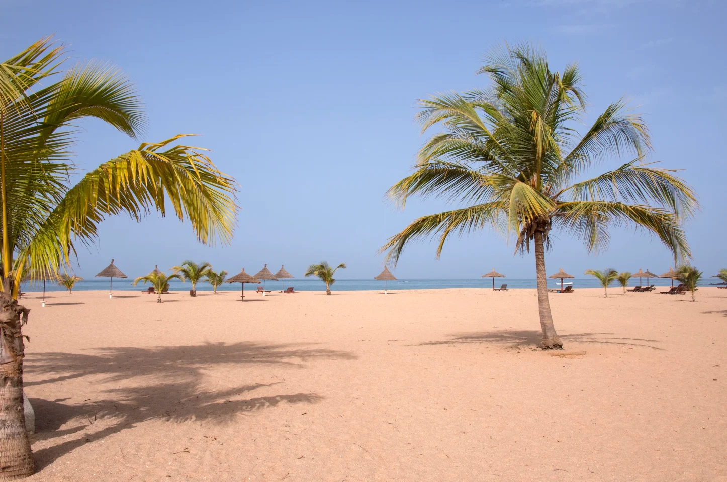 Landscape with palm trees on Saly beach on the Senegal coast.