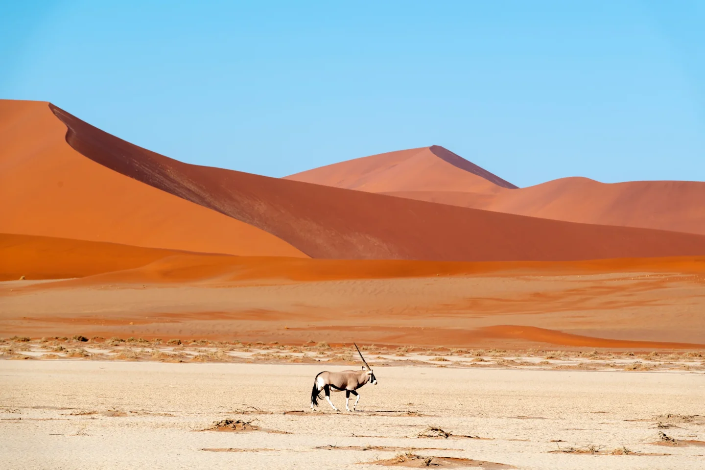 An oryx in the Namib Desert in Namibia.