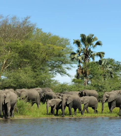 Elephant herd along Shire River in Malawi's Liwonde National Park.