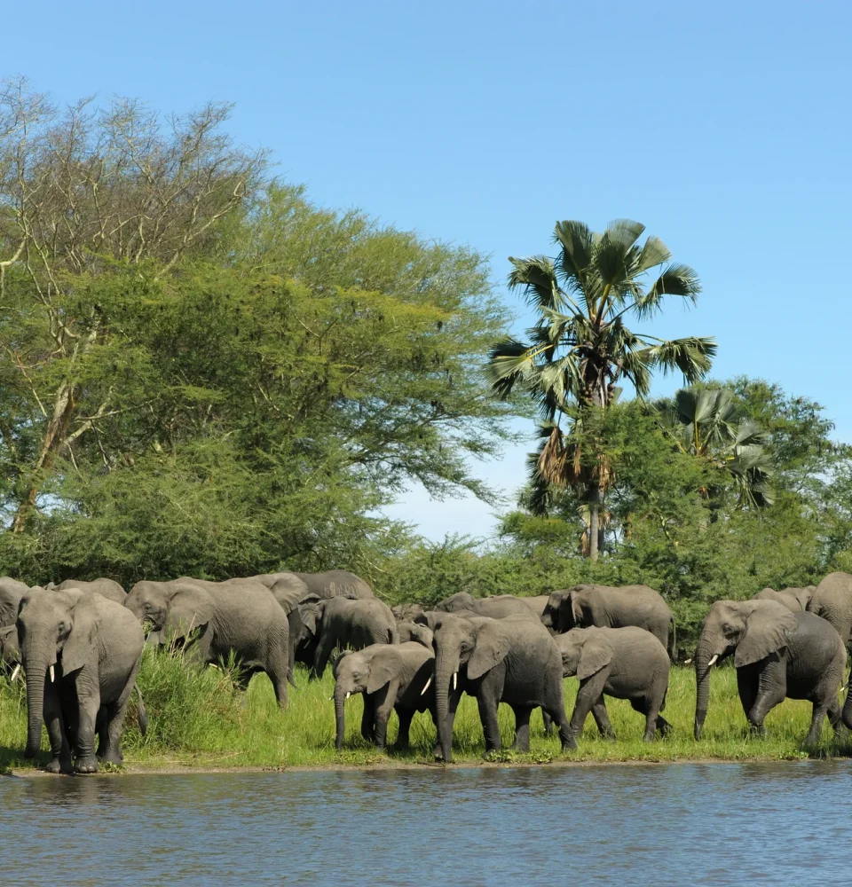 Elephant herd along Shire River in Malawi's Liwonde National Park.