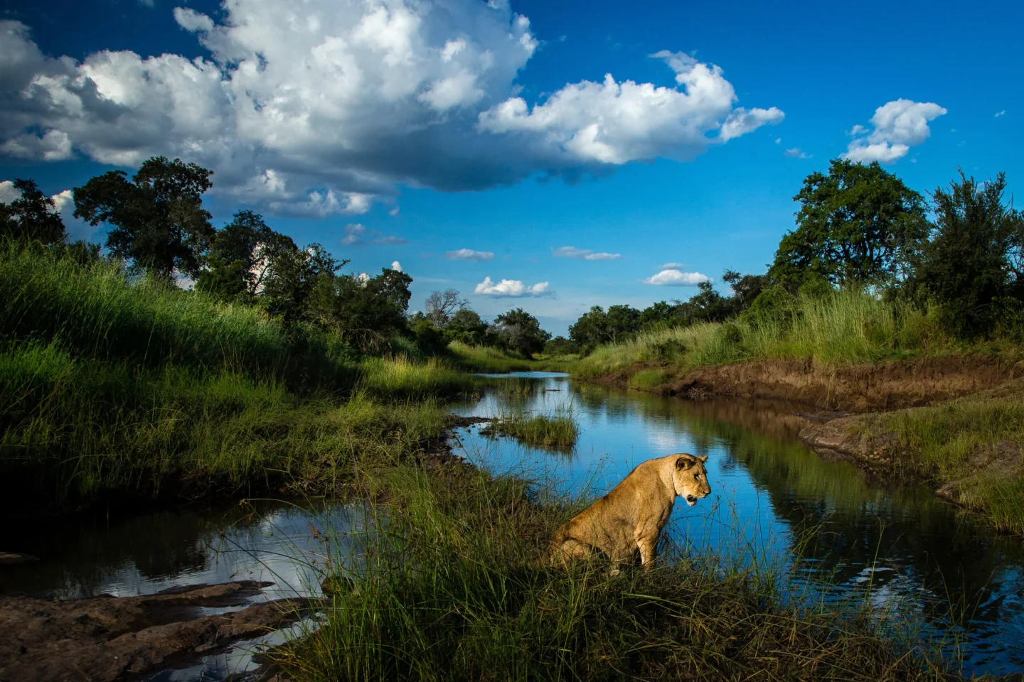A lioness perches along the Zambezi River.