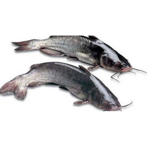 Fresh Catfish