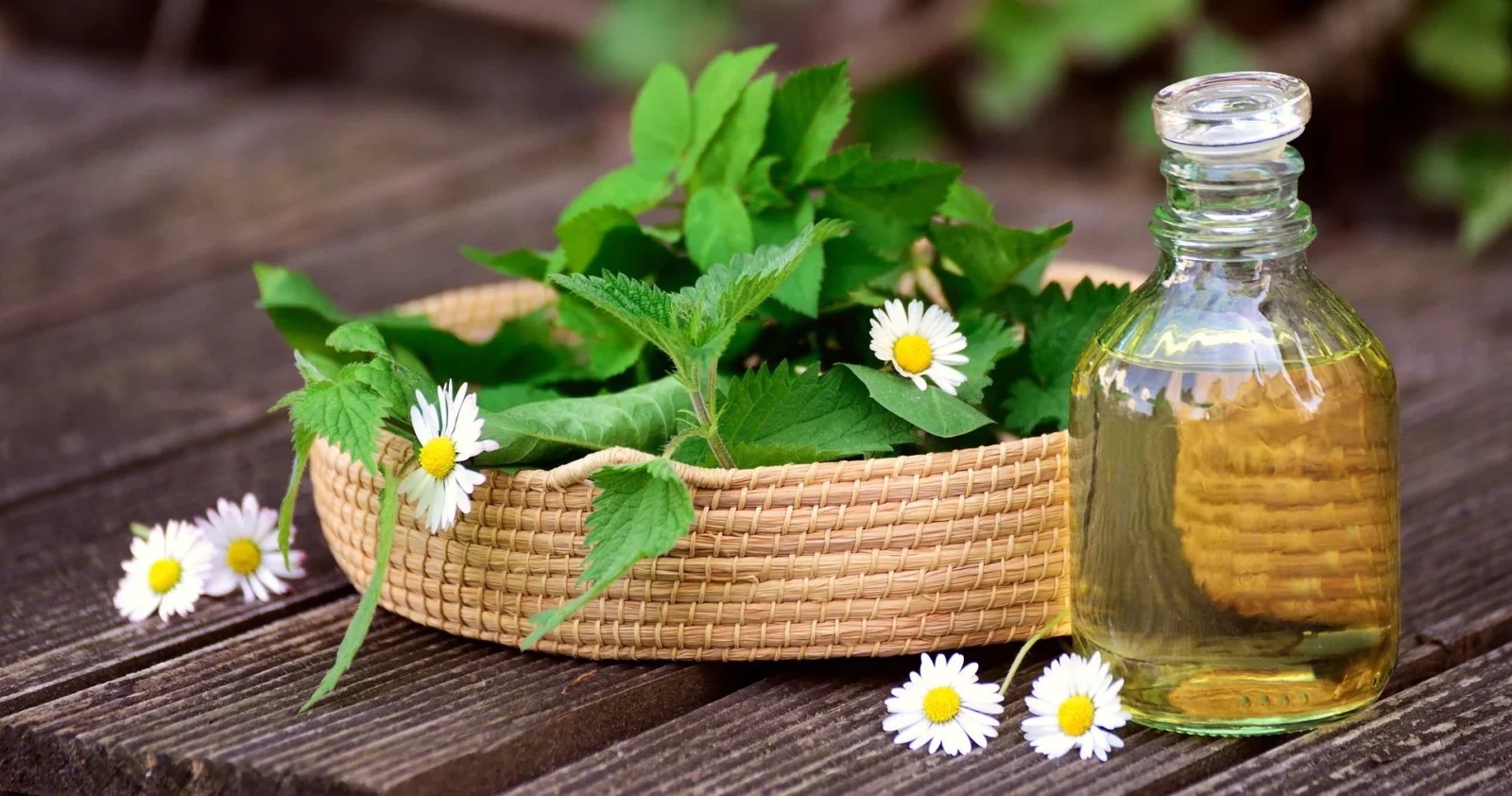 Nettle Oil