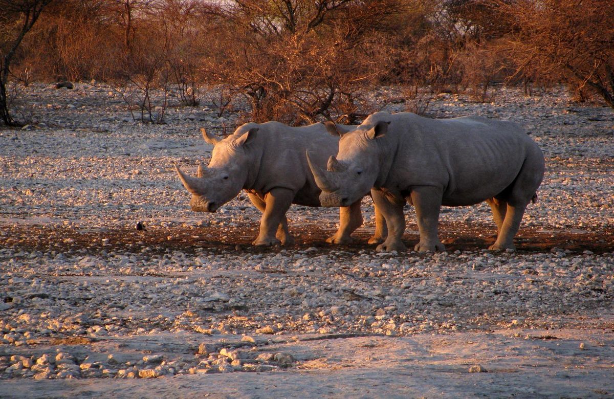 Rhino Tracking in Palmwag Conservancy