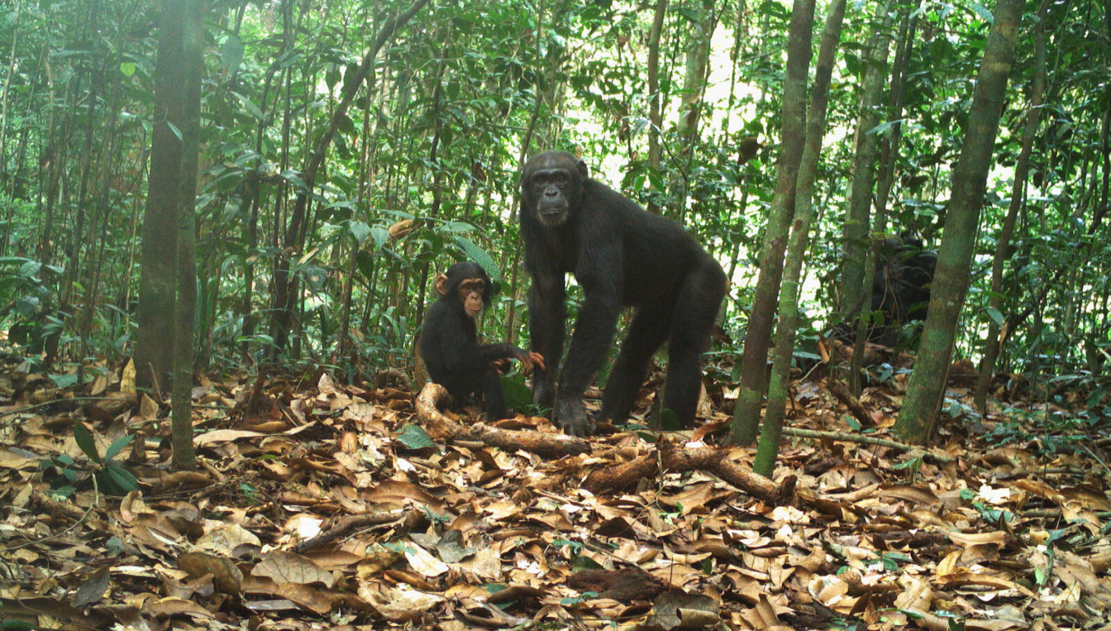 Immerse yourself in the untouched wilderness of Sapo National Park, Liberia's largest protected area. From dense rainforests to diverse wildlife, Sapo offers an unforgettable adventure in the heart of West Africa. 🌿 #SapoNationalPark #Liberia. Photo Credit: Fauna & Flora International