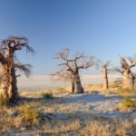 Ķubu Island: A 2-billion-year-old granite outcrop rising from the salt pans. Ancient baobabs and human history converge on this mystical national monument. Photo Credit: Wikipedia