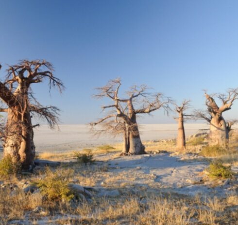 Ķubu Island: A 2-billion-year-old granite outcrop rising from the salt pans. Ancient baobabs and human history converge on this mystical national monument. Photo Credit: Wikipedia
