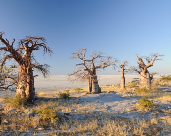 Ķubu Island: A 2-billion-year-old granite outcrop rising from the salt pans. Ancient baobabs and human history converge on this mystical national monument. Photo Credit: Wikipedia