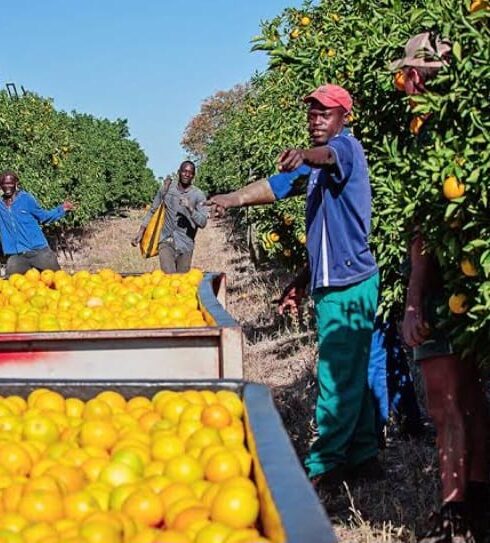 Harvesting Health: Embracing the Bounty of Limpopo’s Orchards” 🍊. Photo Credit: Deona
