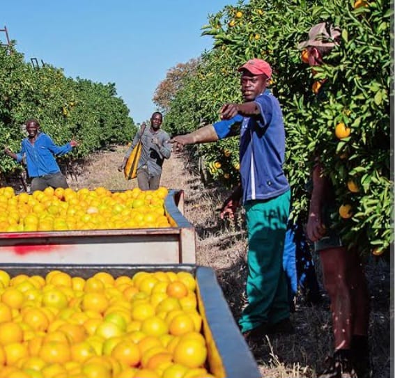 Harvesting Health: Embracing the Bounty of Limpopo’s Orchards” 🍊. Photo Credit: Deona