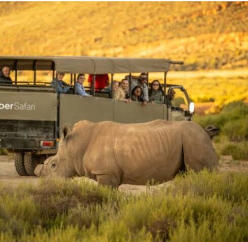 Uber Safari: A New Way to Experience Wildlife Uber Safari brings hassle-free, tech-driven safari experiences from Cape Town to Aquila Game Reserve. 📸 Credit: Uber