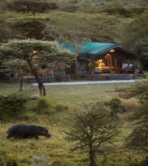 Exterior View: Nestled into the riverine forest along the Njageteck River, the refreshed Hemingways River Camp Mara offers an intimate, water-level safari experience. A hippo grazes on the lawn in the foreground, highlighting the camp's deep immersion in the Maasai Mara ecosystem. Photo Credit: Hemingways Collection